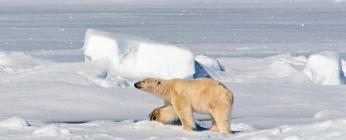 Ours polaire Ours polaire